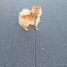 Aÿko a rejoint le concours — aidez-le/la à gagner de superbes lots ! animal, asphalt, brown, canine, daylight, dog, fluffy, fur, grass, leash, nature, outdoor, path, pavement, pet, quiet, side_view, standing, tail, walking
