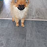 alert, animal, companion, curious, cute, dog, ears, floor, fluffy, fur, house, indoor, pet, pomeranian, puppy, small_dog, standing, tail, tile_floor, wood_floor