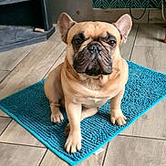 T'Fergus a rejoint le concours — aidez-le/la à gagner de superbes lots ! dog, french_bulldog, pet, animal, indoor, mat, blue, floor, tile_floor, sitting, looking_at_camera, ears_up, short_fur, brown_dog, compact, cute, companion, domestic, portrait, home