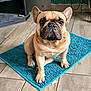dog, french_bulldog, pet, animal, indoor, mat, blue, floor, tile_floor, sitting, looking_at_camera, ears_up, short_fur, brown_dog, compact, cute, companion, domestic, portrait, home