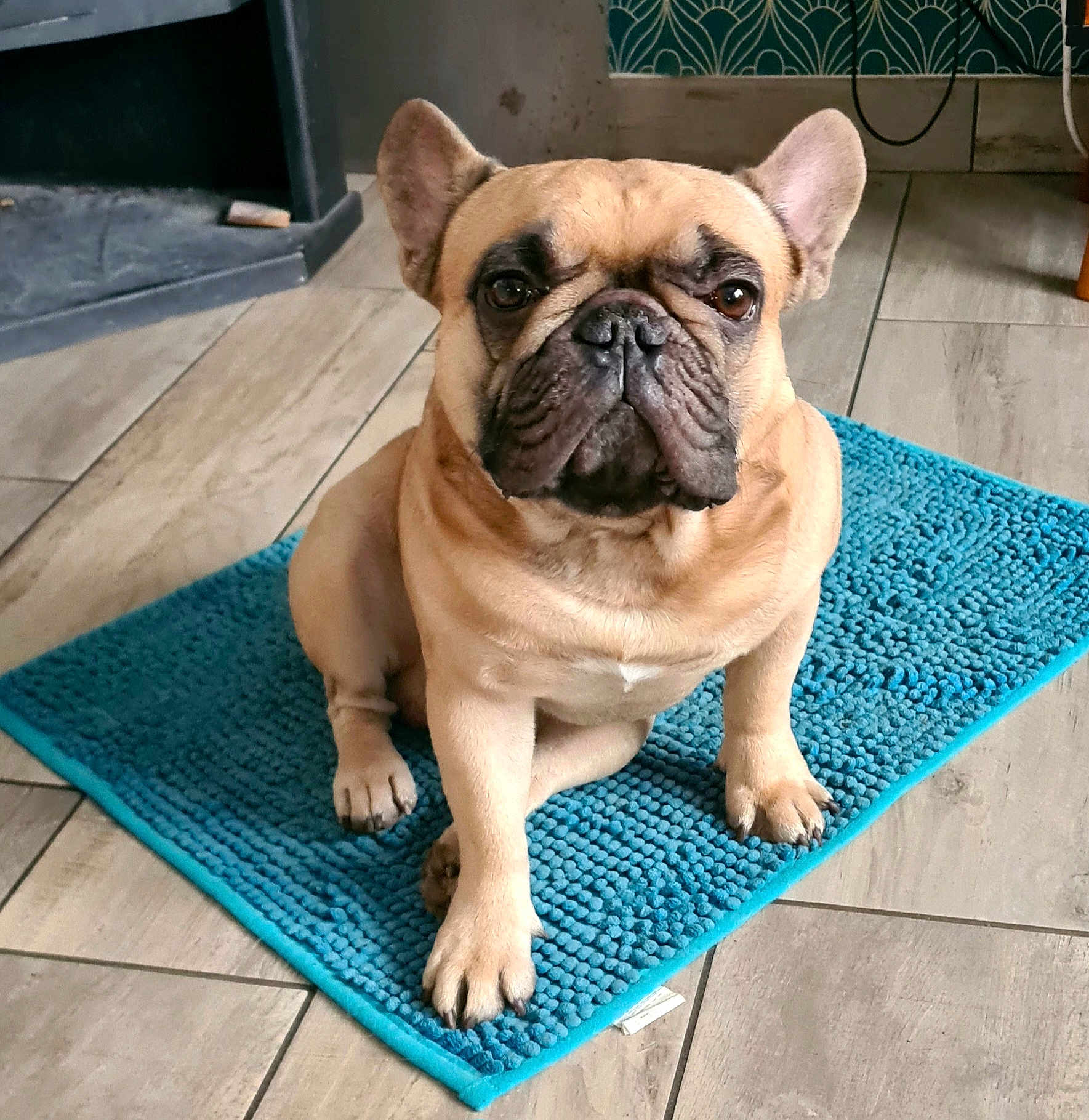 T'Fergus a rejoint le concours — aidez-le/la à gagner de superbes lots ! dog, french_bulldog, pet, animal, indoor, mat, blue, floor, tile_floor, sitting, looking_at_camera, ears_up, short_fur, brown_dog, compact, cute, companion, domestic, portrait, home