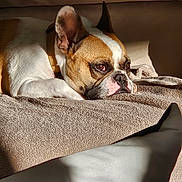 Sparrow participe au concours pour gagner de l'argent avec cette photo : dog, french_bulldog, pet, indoor, blanket, sunlight, resting, brown, white, ears, face, collar, nap, cozy, fur, animal, canine, relaxed, portrait, home