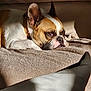 dog, french_bulldog, pet, indoor, blanket, sunlight, resting, brown, white, ears, face, collar, nap, cozy, fur, animal, canine, relaxed, portrait, home