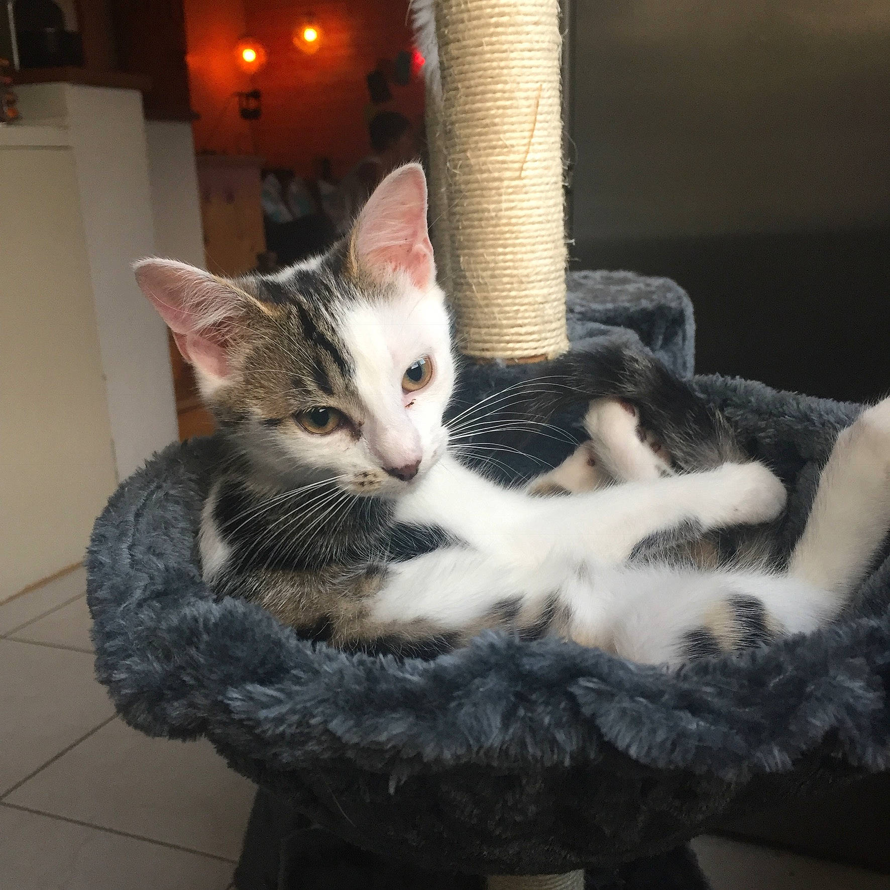 Lucette participe au concours pour gagner de l'argent avec cette photo : aegean_cat, american_shorthair, american_wirehair, asian, carnivore, cat, domestic_short_haired_cat, egyptian_mau, european_shorthair, felidae, fur, kitten, mammal, ojos_azules, polydactyl_cat, small_to_medium_sized_cats, tabby_cat, turkish_van, whiskers