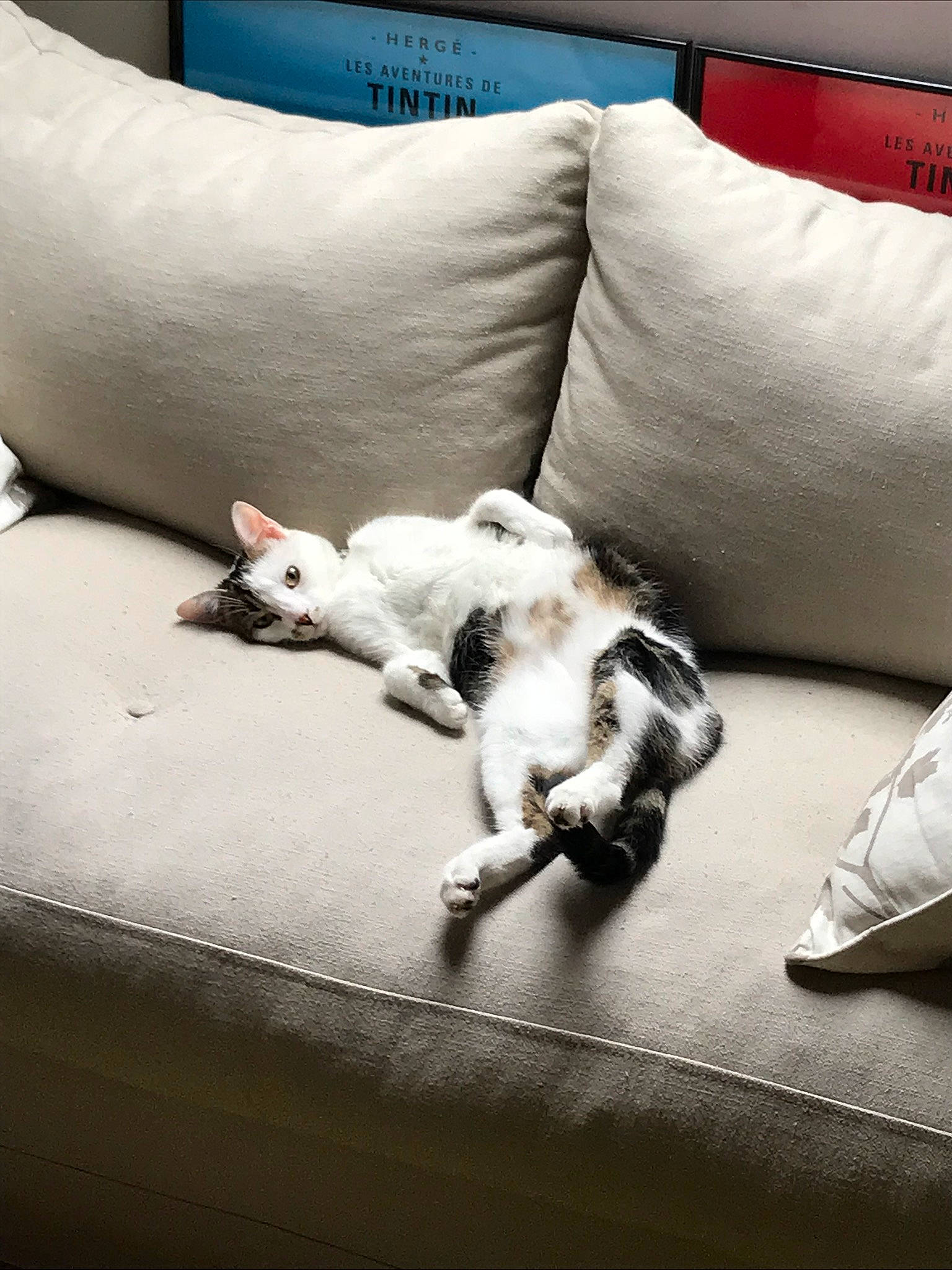 Lucette participe au concours pour gagner de l'argent avec cette photo : canidae, carnivore, cat, comfort, companion_dog, couch, dog, dog_breed, felidae, fox_terrier, french_bulldog, furniture, jack_russell_terrier, kitten, mammal, non_sporting_group, paw, puppy, sporting_group, tail