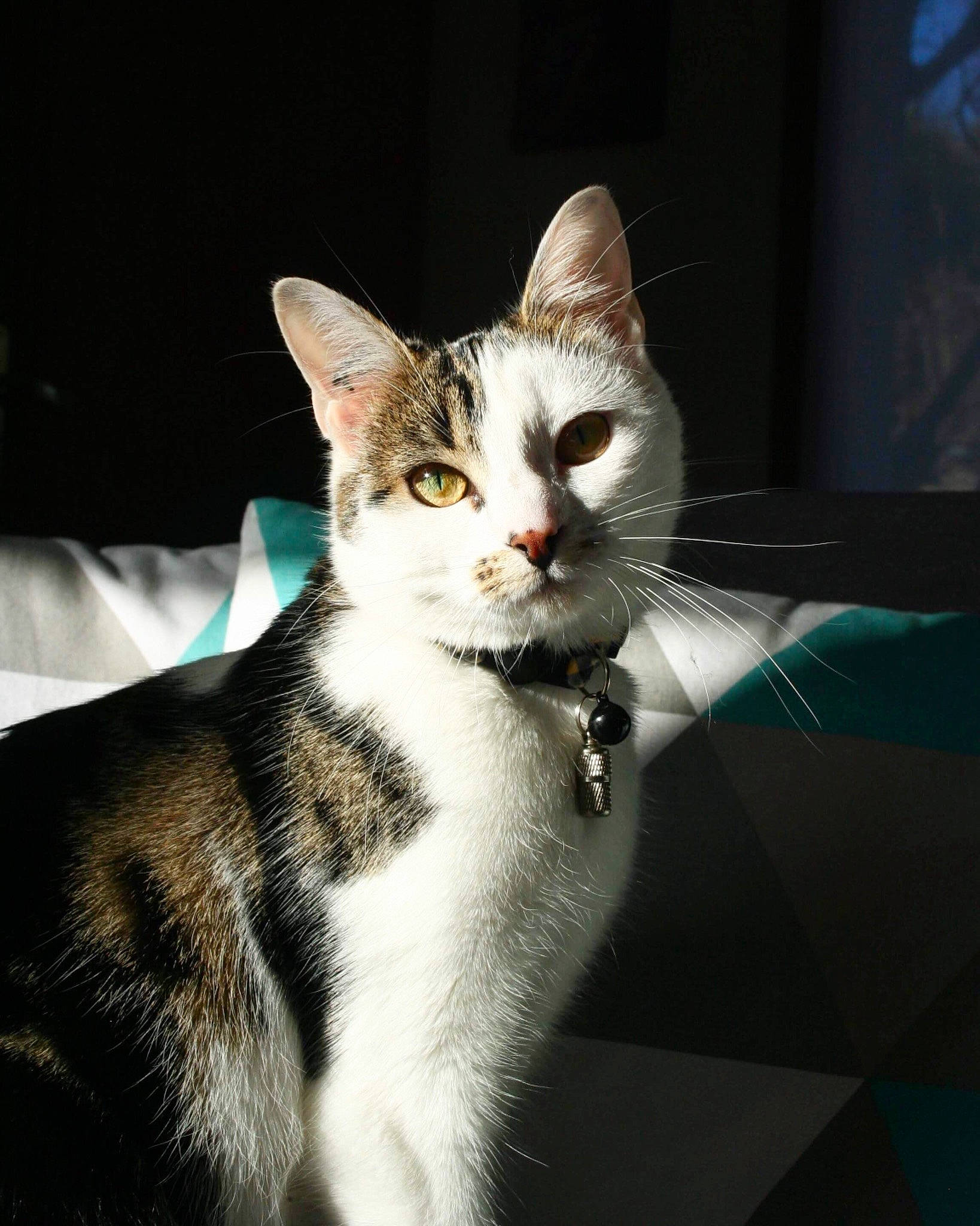 Lucette participe au concours pour gagner de l'argent avec cette photo : aegean_cat, american_shorthair, american_wirehair, asian, carnivore, cat, domestic_short_haired_cat, ear, european_shorthair, eye, felidae, fur, kitten, mammal, small_to_medium_sized_cats, snout, tabby_cat, whiskers