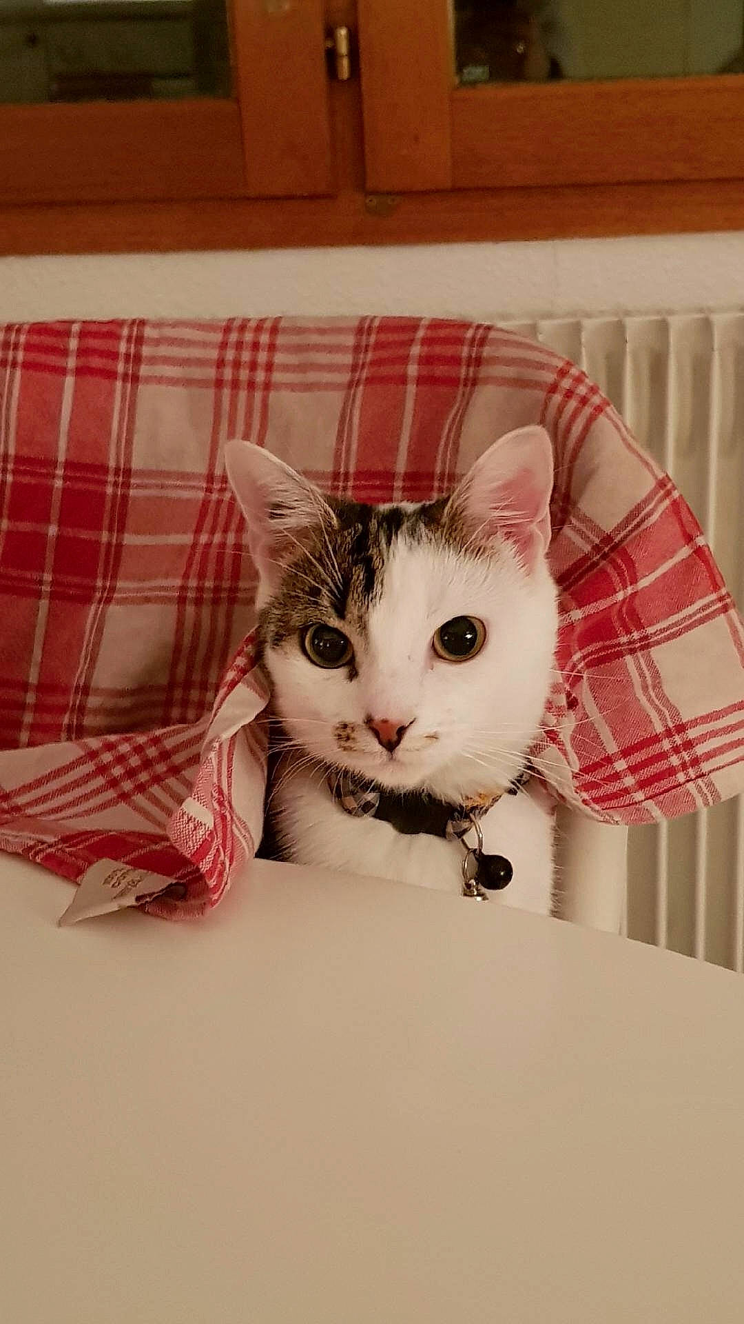 Lucette participe au concours pour gagner de l'argent avec cette photo : american_shorthair, carnivore, cat, domestic_short_haired_cat, ear, european_shorthair, felidae, fur, kitten, pattern, plaid, small_to_medium_sized_cats, tabby_cat, textile, whiskers