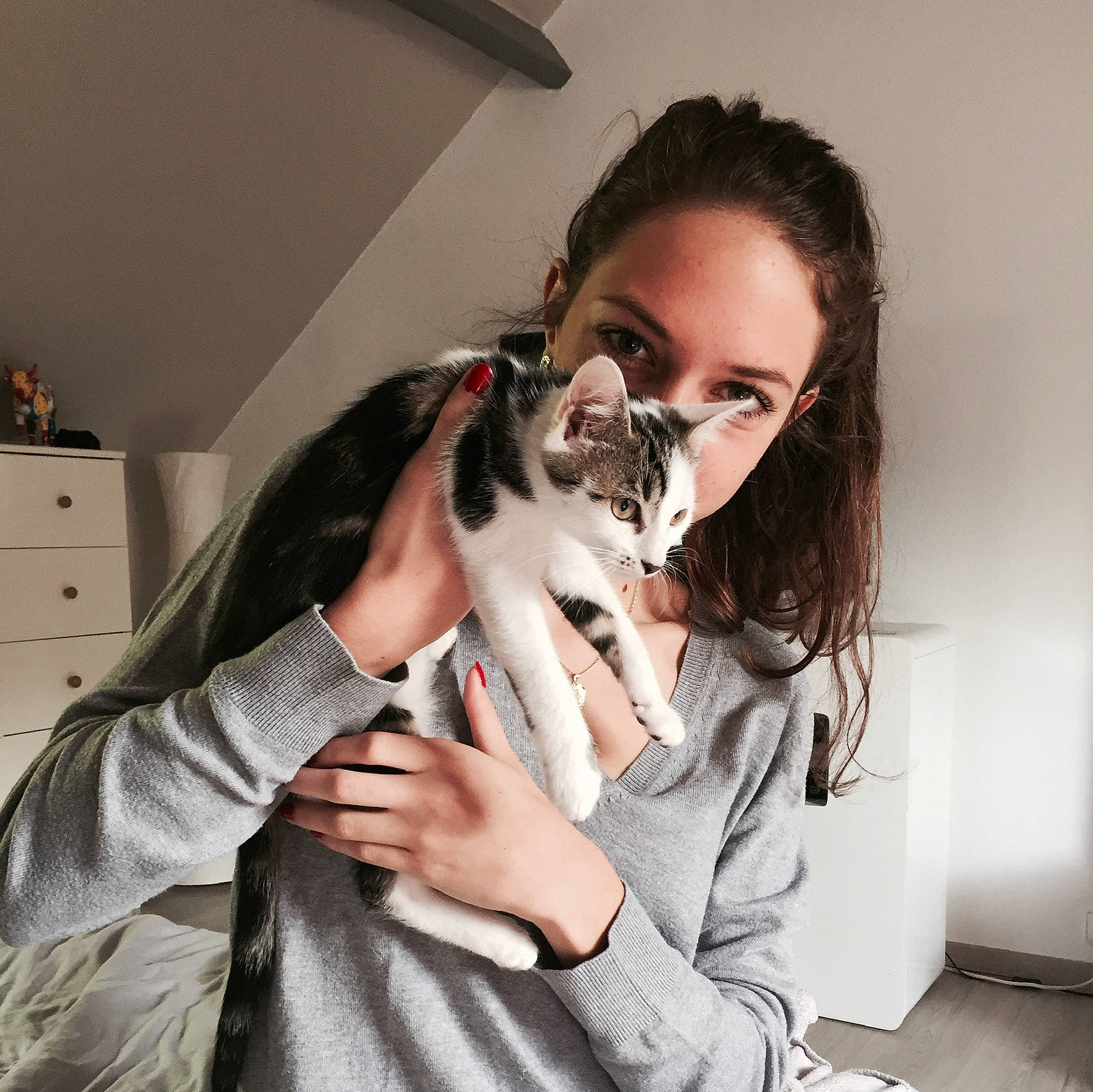 Lucette participe au concours pour gagner de l'argent avec cette photo : canidae, carnivore, cat, companion_dog, ear, fur, italian_greyhound, long_hair, whippet, whiskers