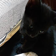 Shadow joined the competition — help win amazing prizes! black_cat, kitten, window_screen, fabric, indoor, pet, animal, blurred, dark, shadow, close_up, feline, cute, fur, whiskers, paw, resting, soft_light, mystery, quiet