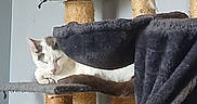 Titus a rejoint le concours — aidez-le/la à gagner de superbes lots ! animal, cat, cat_tree, cozy, cute, domestic, feline, fur, gray, home, indoor, pet, quiet, relaxation, resting, scratching_post, sleeping, tail, whiskers, white