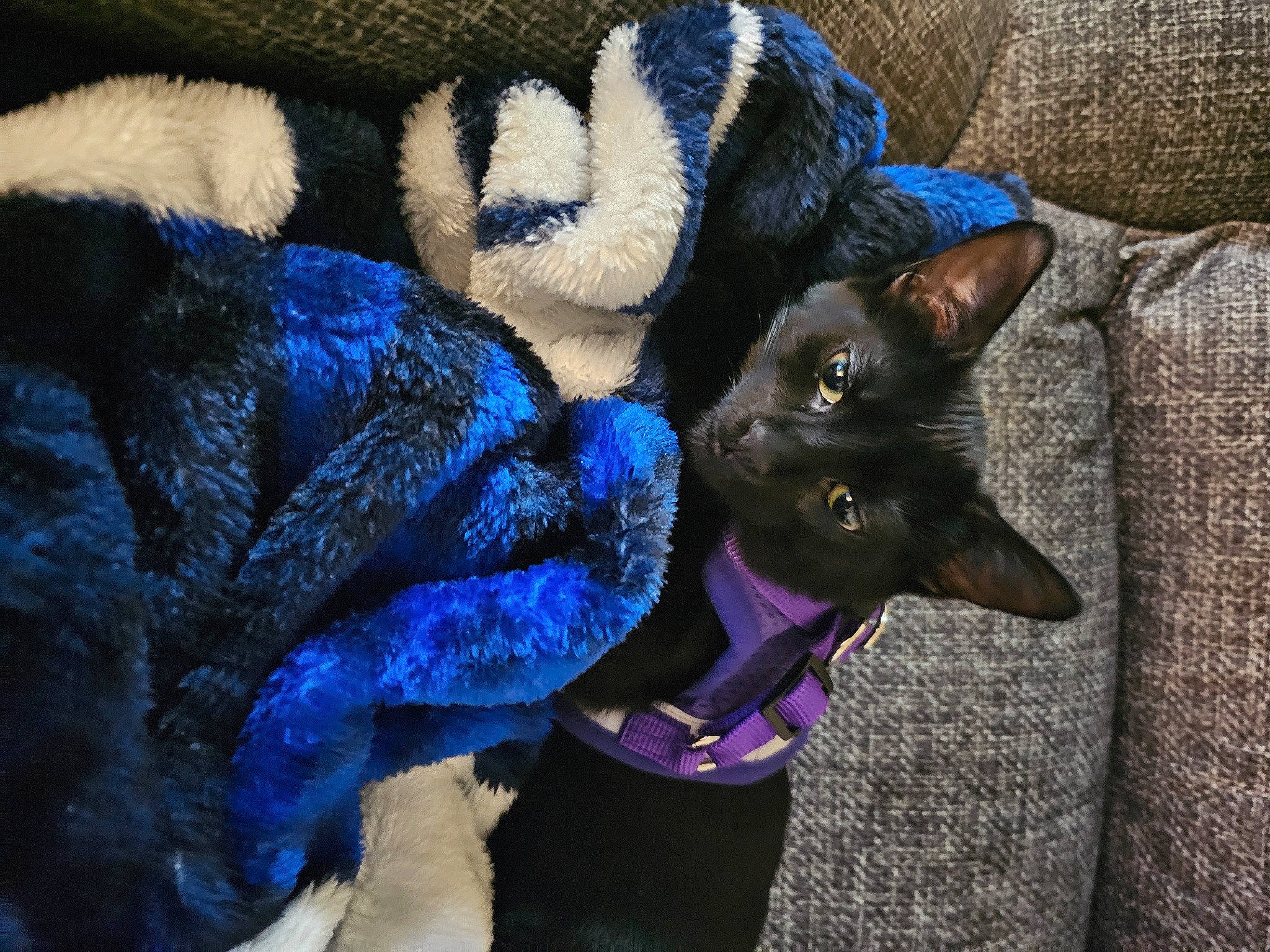 Emory joined the competition — help win amazing prizes! black_cat, blue, bombay, carnivore, cat, comfort, dog_breed, domestic_short_haired_cat, electric_blue, fashion_accessory, fawn, felidae, fur, grey, purple, small_to_medium_sized_cats, snout, tail, textile, whiskers
