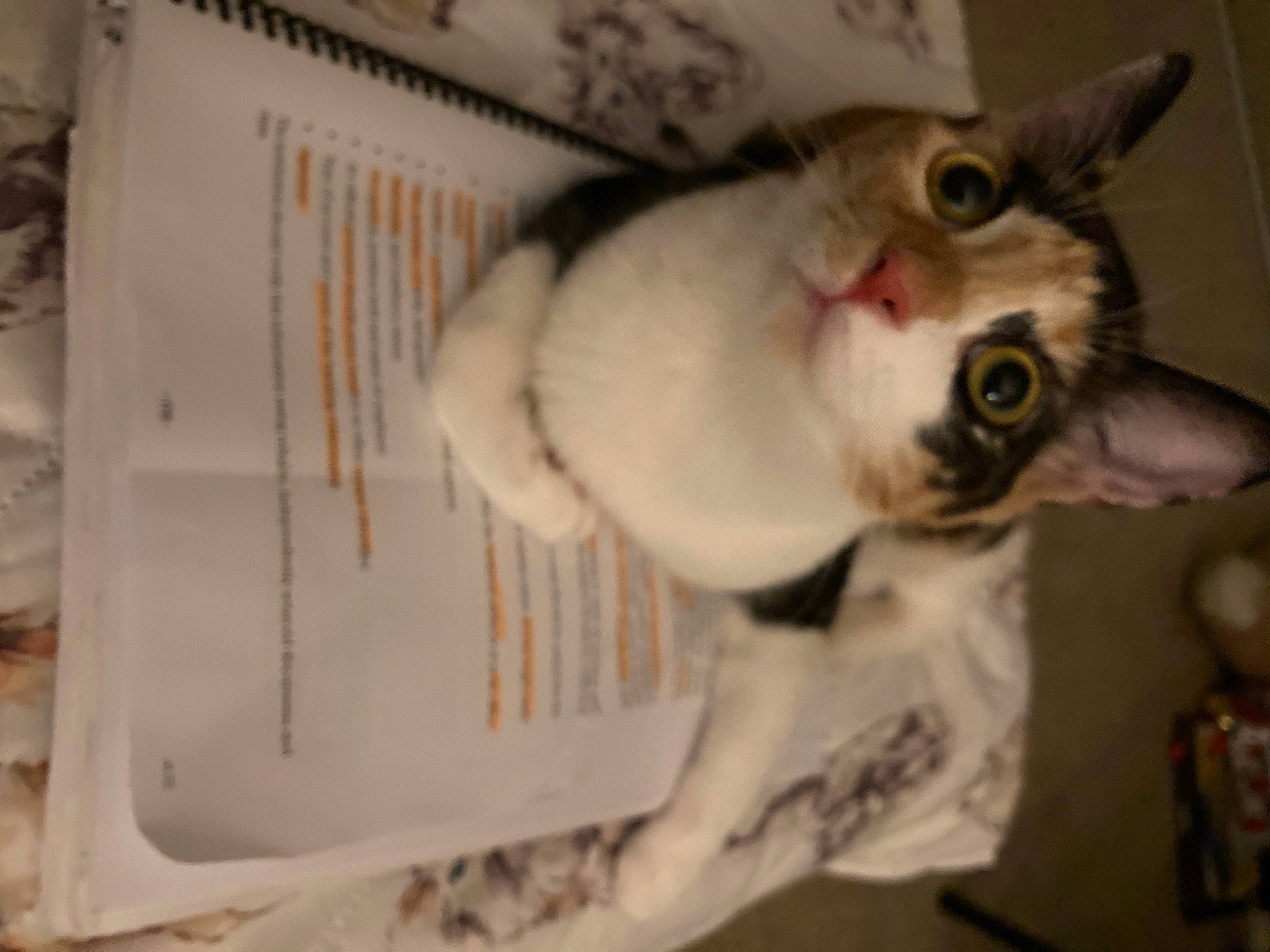 Crackers is registered to the contest to win money with this photo: carnivore, cat, collar, domestic_short_haired_cat, ear, fawn, felidae, fur, paper, paw, small_to_medium_sized_cats, snout, tail, toy, whiskers