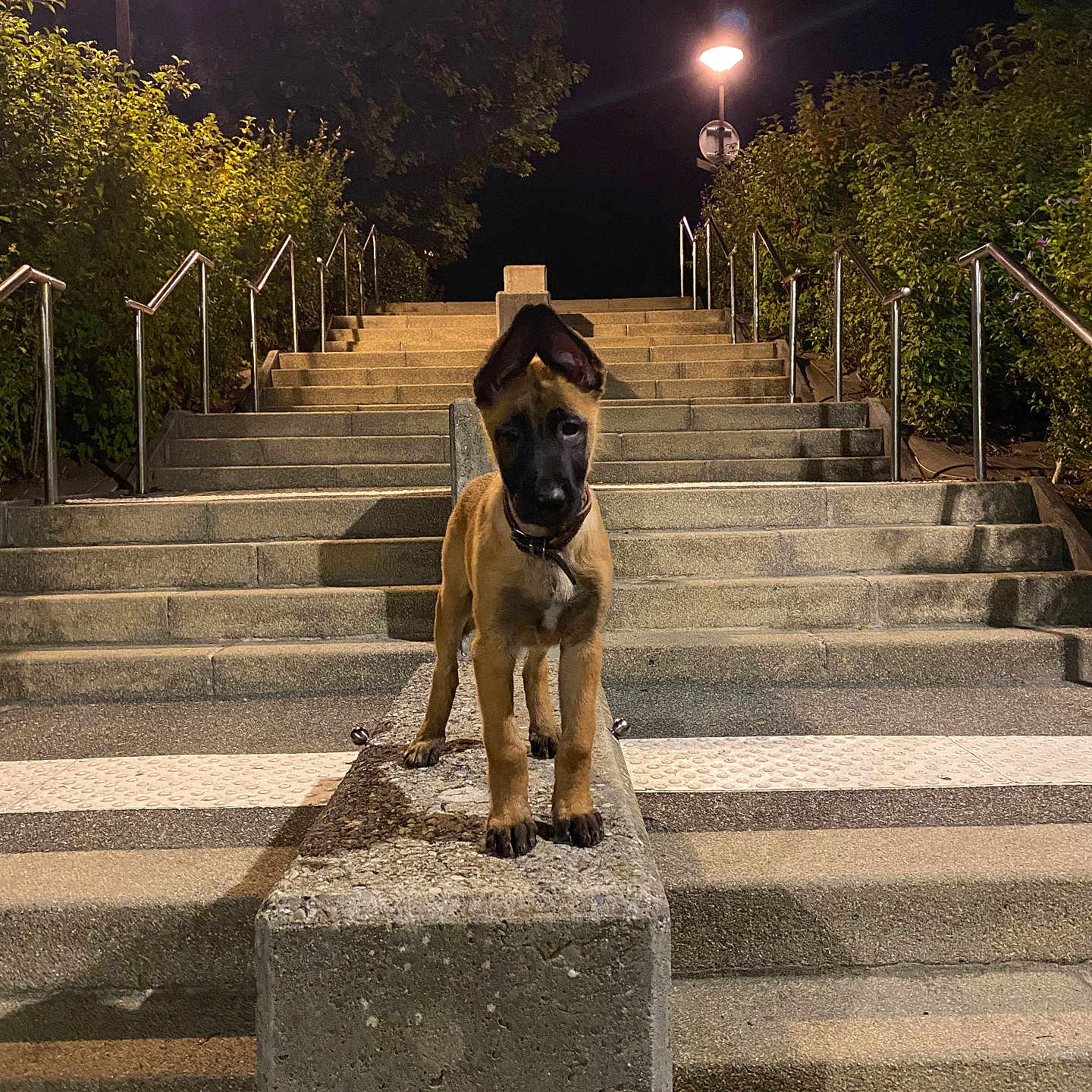 Muçize a rejoint le concours — aidez-le/la à gagner de superbes lots ! animal, collar, concrete, curious, dog, evening, greenery, light, metal_railings, night, outdoor, pet, puppy, shadow, sidewalk, stairs, street_lamp, urban, walking_path, young_dog