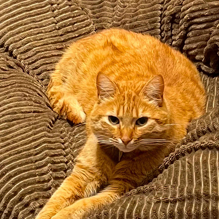 Koukounet participe au concours pour gagner de l'argent avec cette photo : animal, blanket, cat, comfort, cozy, cute, ears, feline, fur, home, indoor, orange_tabby, paws, pet, relaxed, resting, soft, stretching, texture, whiskers