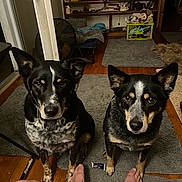 The Boys is registered to the contest to win money with this photo: animal, bare_feet, black_and_tan, companion, cozy, dog, domestic, fan, floor_mat, furniture, home, indoor, looking_up, pets, rug, shelf, sitting, toys, waiting, wooden_floor