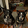 animal, bare_feet, black_and_tan, companion, cozy, dog, domestic, fan, floor_mat, furniture, home, indoor, looking_up, pets, rug, shelf, sitting, toys, waiting, wooden_floor