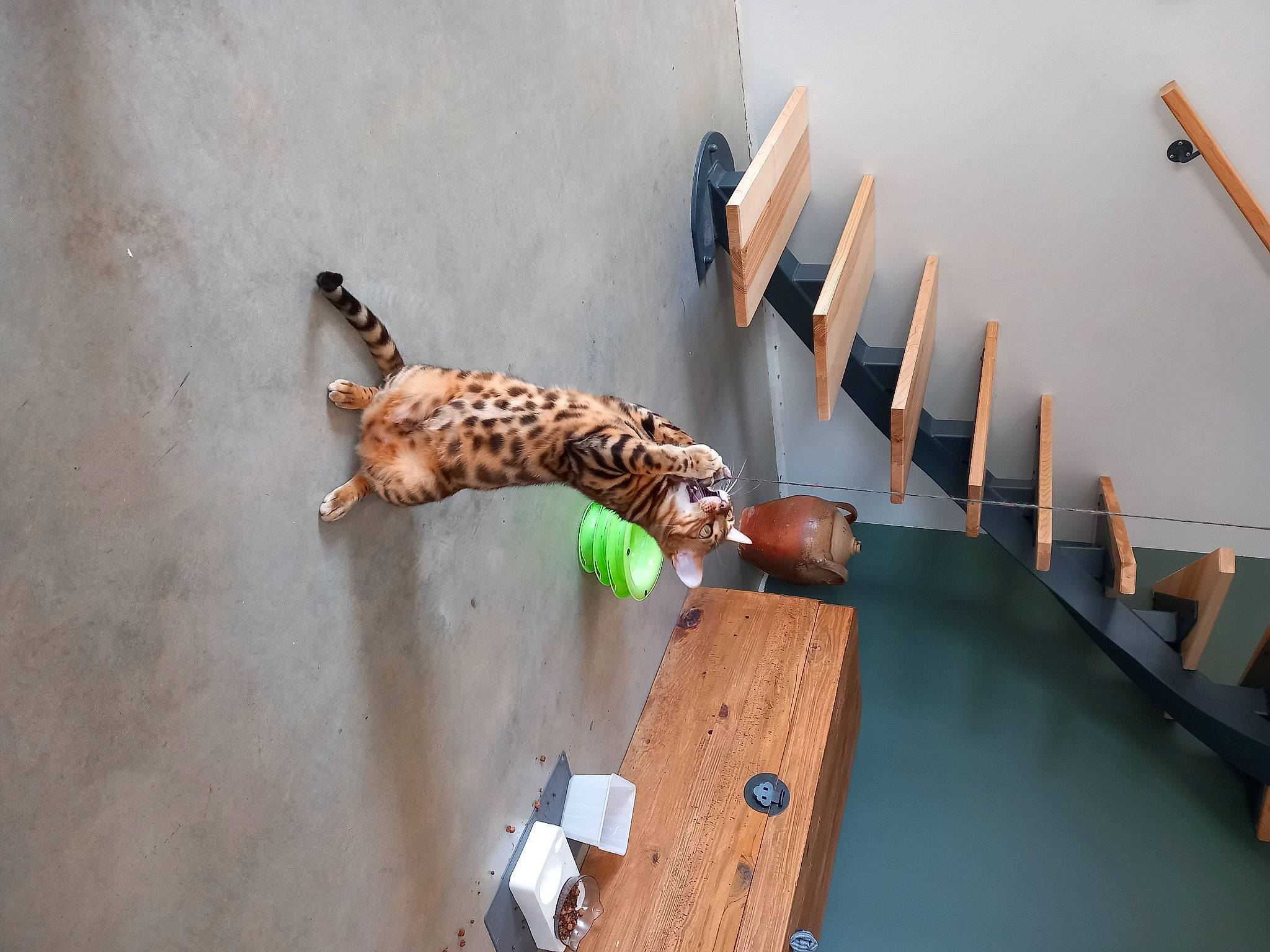 Utha a rejoint le concours — aidez-le/la à gagner de superbes lots ! big_cats, carnivore, cat, fawn, felidae, flooring, fur, giraffe, giraffidae, hardwood, leopard, pattern, plywood, room, small_to_medium_sized_cats, tail, terrestrial_animal, wildlife, wood, wood_stain