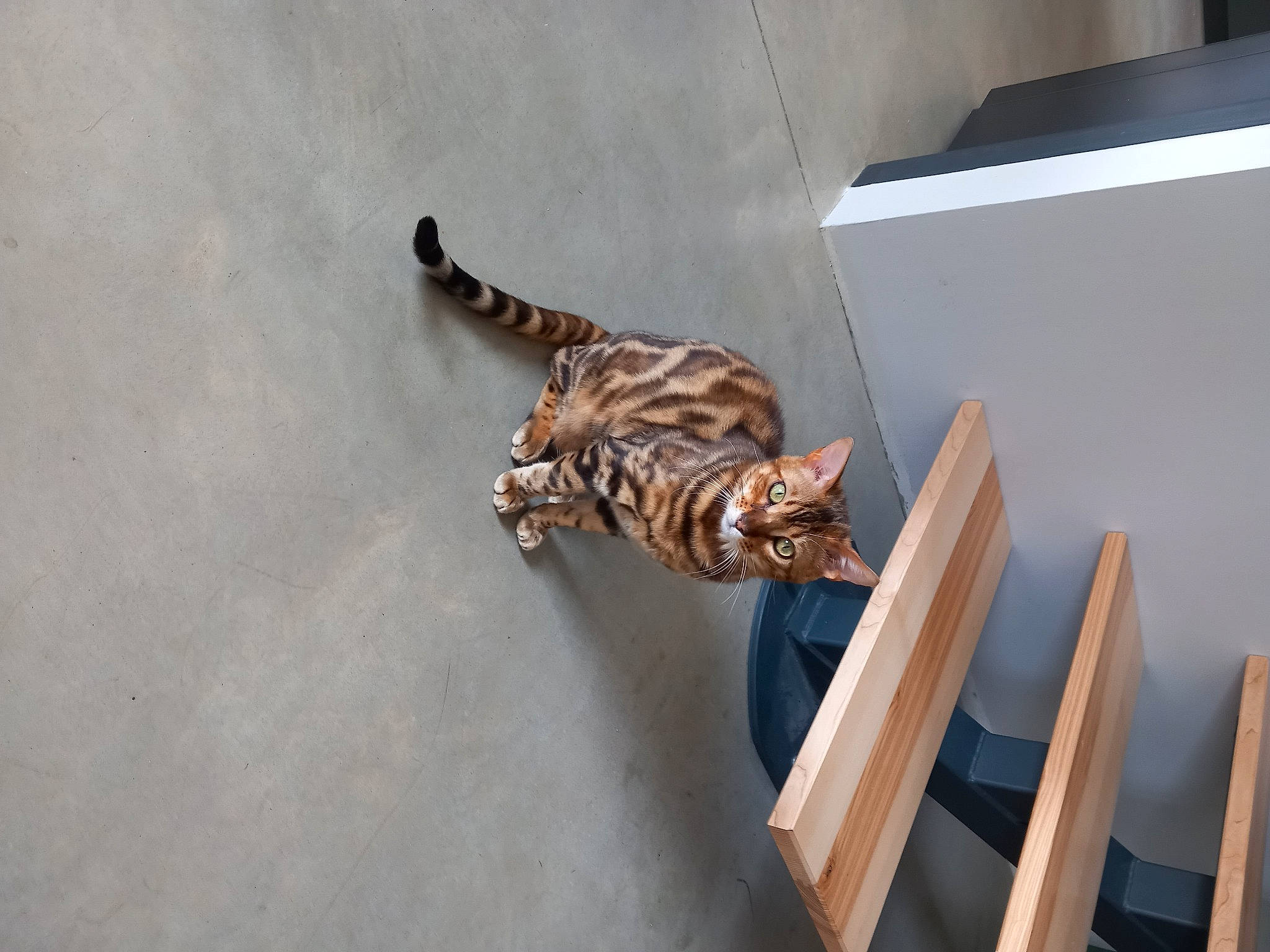 Utha a rejoint le concours — aidez-le/la à gagner de superbes lots ! art, bronze, ceiling, felidae, floor, flooring, hardwood, metal, pattern, plywood, room, shadow, tail, varnish, visual_arts, wing, wood, wood_stain