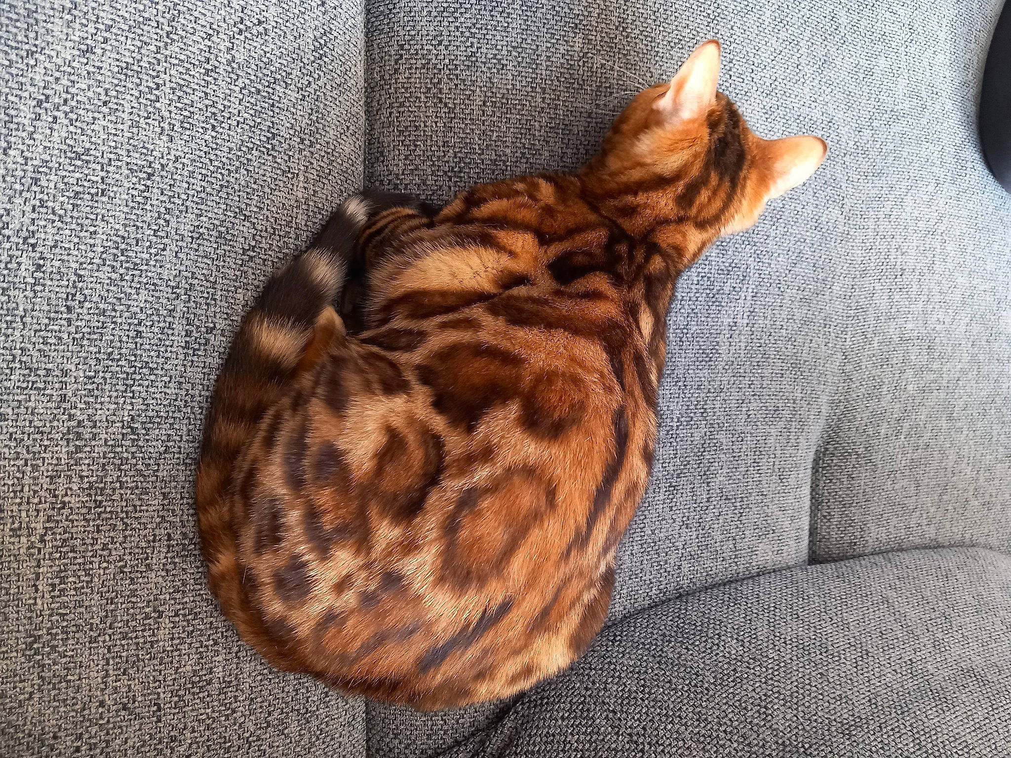 Utha participe au concours pour gagner de l'argent avec cette photo : carnivore, cat, cat_bed, cat_supply, comfort, domestic_short_haired_cat, fawn, felidae, fur, grey, hardwood, linens, small_to_medium_sized_cats, tail, terrestrial_animal, textile, tree, whiskers, wildlife, wood