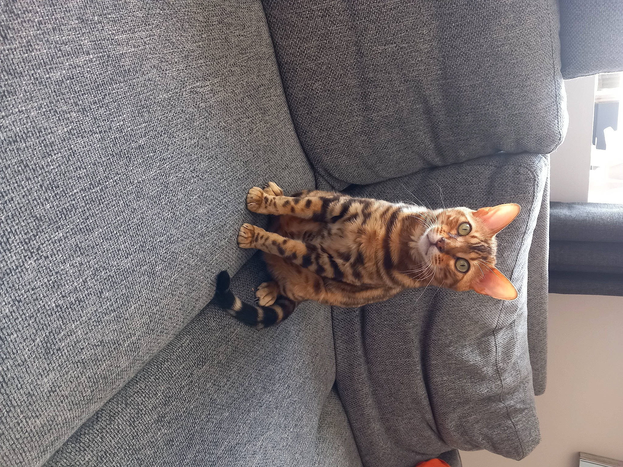 Utha a rejoint le concours — aidez-le/la à gagner de superbes lots ! carnivore, cat, claw, comfort, domestic_short_haired_cat, fawn, felidae, flooring, foot, fur, hardwood, human_leg, linens, pattern, paw, small_to_medium_sized_cats, tail, terrestrial_animal, whiskers, wood