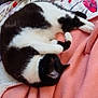 cat, black_and_white, sleeping, curled_up, blanket, pink, bedspread, quilt, indoor, cozy, resting, pet, fur, animal, whiskers, paw, soft, comfortable, domestic, relaxation