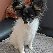 Baya participe au concours pour gagner de l'argent avec cette photo : dog, small_dog, fluffy, black_and_white, pet, indoors, blanket, curious, ears, cute, animal, sitting, fur, companion, domestic_animal, canine, alert, texture, couch, resting_place
