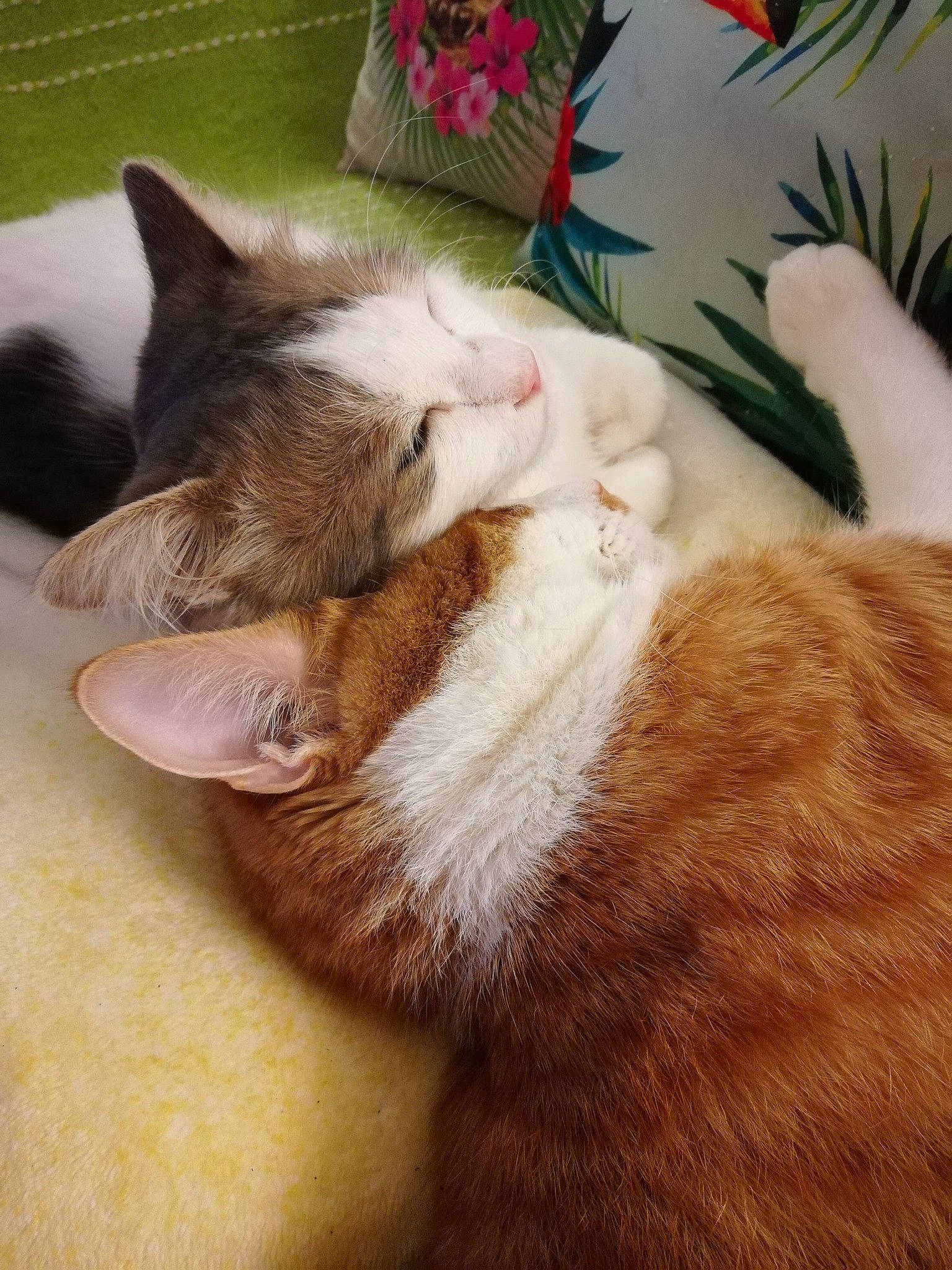 Thanos a rejoint le concours — aidez-le/la à gagner de superbes lots ! aegean_cat, american_wirehair, carnivore, cat, domestic_short_haired_cat, ear, european_shorthair, fawn, felidae, fur, german_rex, kitten, nap, paw, sleep, small_to_medium_sized_cats, snout, tabby_cat, tail, whiskers