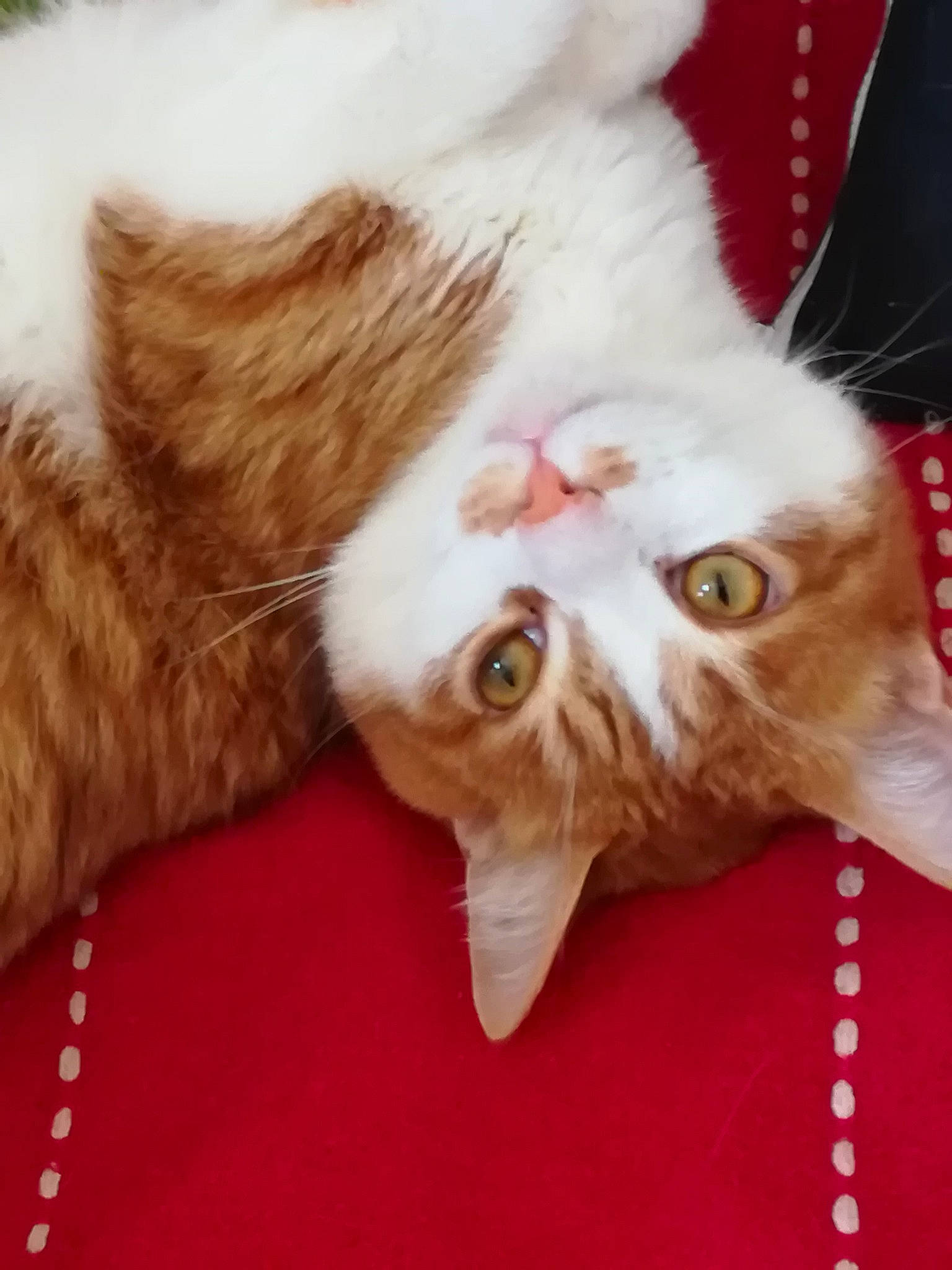 Thanos a rejoint le concours — aidez-le/la à gagner de superbes lots ! carnivore, cat, claw, comfort, domestic_short_haired_cat, ear, event, fawn, felidae, fur, mammal, nail, nap, paw, small_to_medium_sized_cats, snout, tail, vertebrate, whiskers