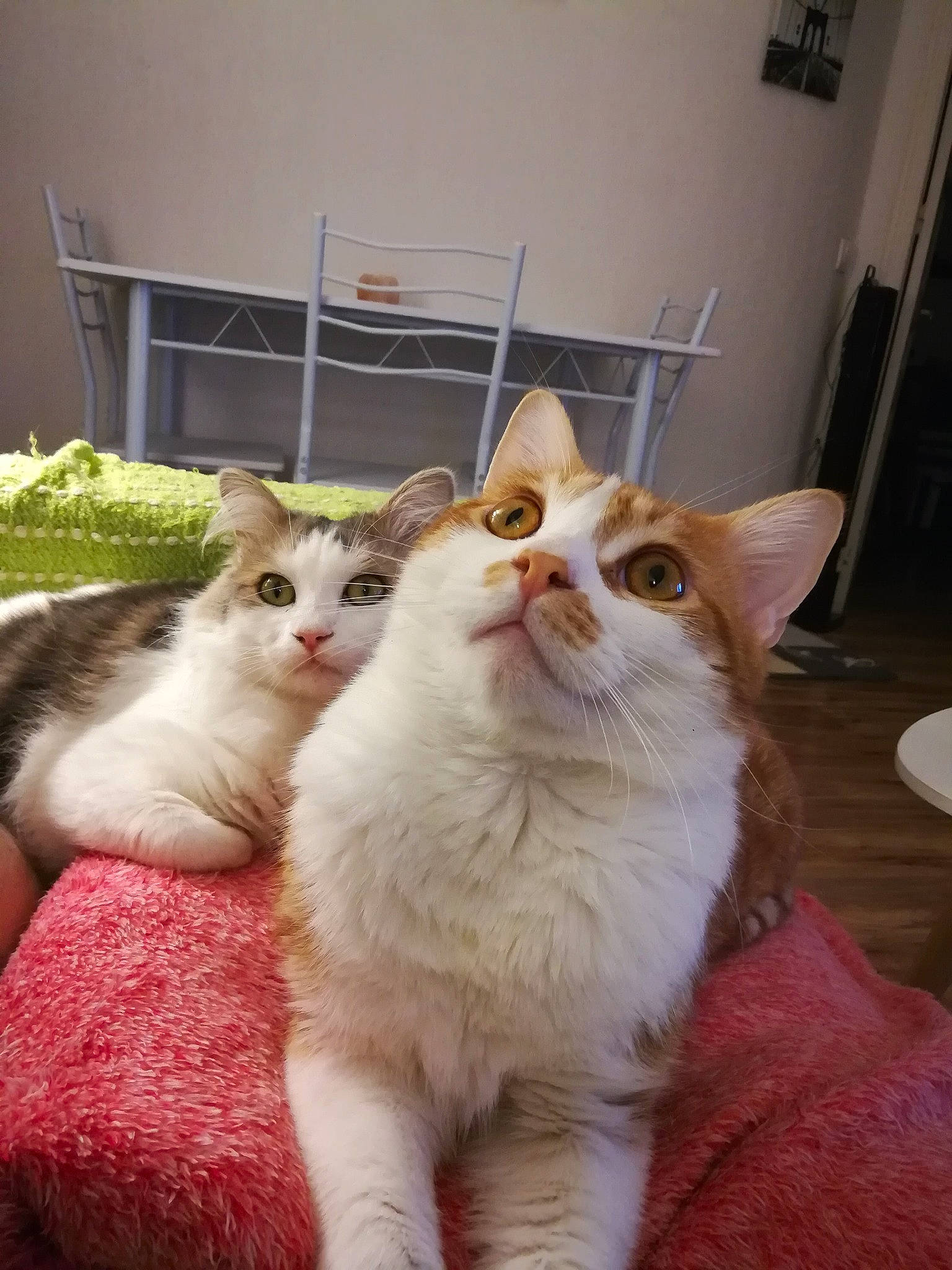 Hodor participe au concours pour gagner de l'argent avec cette photo : aegean_cat, american_curl, asian, carnivore, cat, domestic_long_haired_cat, domestic_short_haired_cat, european_shorthair, felidae, fur, japanese_bobtail, kitten, mammal, polydactyl_cat, ragamuffin, small_to_medium_sized_cats, turkish_angora, turkish_van, vertebrate, whiskers