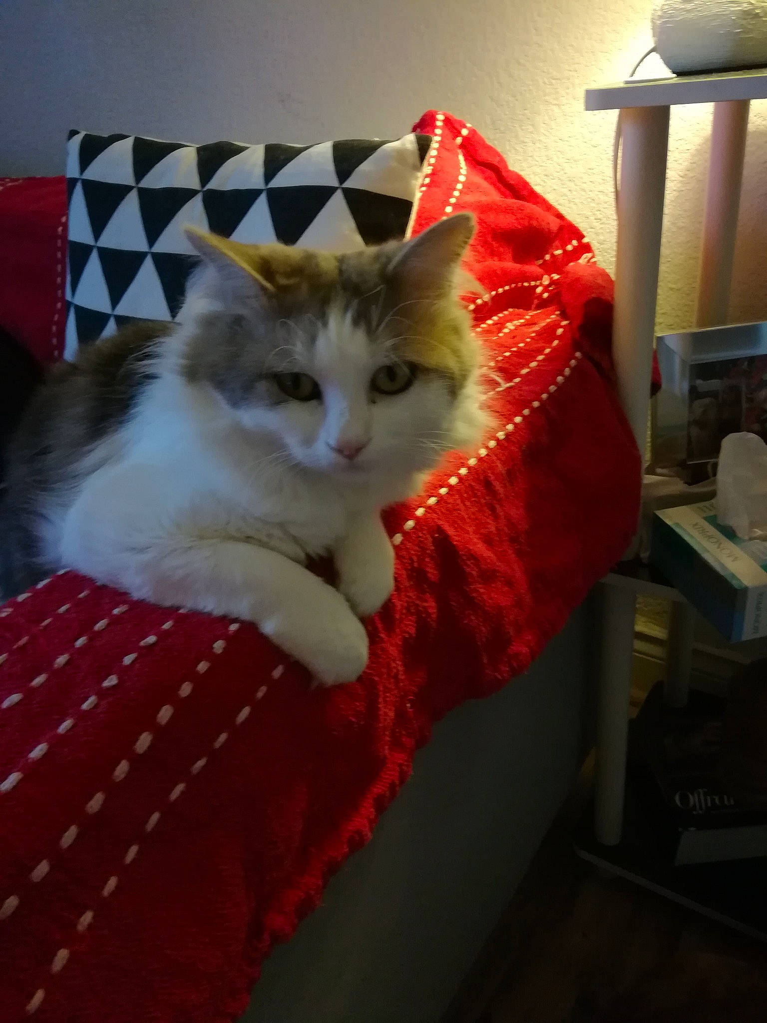 Hodor a rejoint le concours — aidez-le/la à gagner de superbes lots ! bedding, box, cardboard, carnivore, cat, chair, comfort, domestic_short_haired_cat, felidae, flooring, fur, hardwood, linens, pattern, paw, room, small_to_medium_sized_cats, tail, whiskers, wood