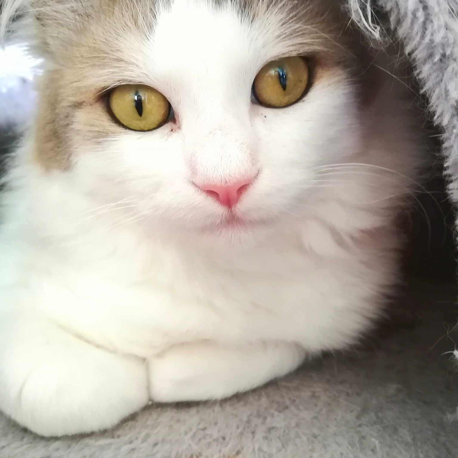 Hodor