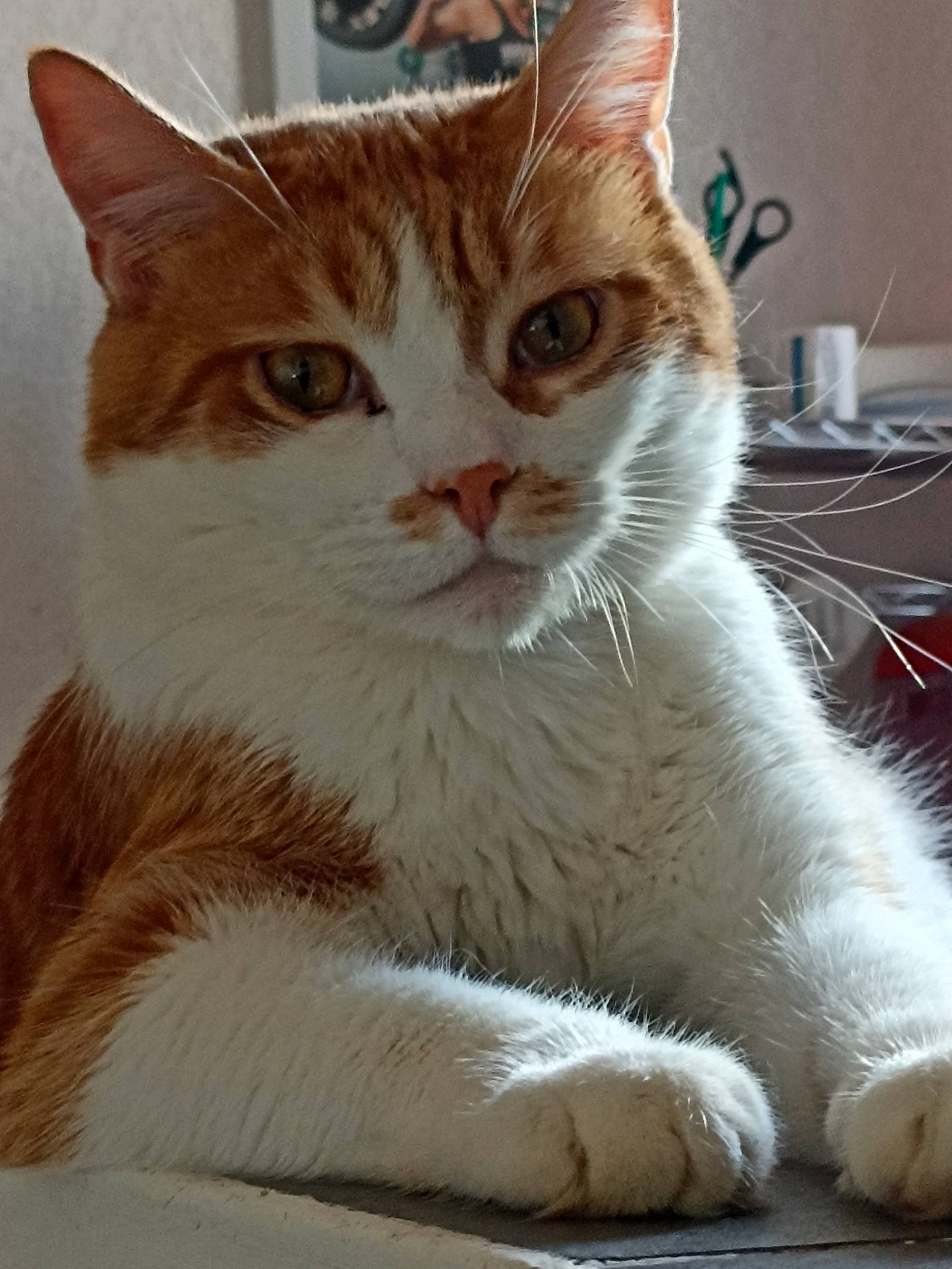 Thanos participe au concours pour gagner de l'argent avec cette photo : art, carnivore, cat, claw, domestic_short_haired_cat, fawn, felidae, foot, fur, paw, sitting, small_to_medium_sized_cats, snout, tail, whiskers, window