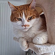 Thanos participe au concours pour gagner de l'argent avec cette photo : cat, orange_and_white, feline, pet, indoor, cat_tree, fuzzy, resting, relaxed, paws, close_up, fur, animal, whiskers, ears, portrait, cozy, home, radiator, window