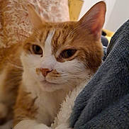 Veronique Attucci a rejoint le concours — aidez-le/la à gagner de superbes lots ! abyssinian, animal, architecture, armchair, blanket, building, canine, cat, chair, couch, dog, furniture, hardwood, indoors, kitten, livingroom, manx, pet, room, wood