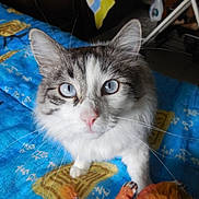 Marius a rejoint le concours — aidez-le/la à gagner de superbes lots ! animal, bedspread, blue_eyes, cat, close_up, curious, cute, domestic, feline, fluffy, fur, indoor, looking_up, mammal, orange_toy, pet, playful, resting, toy, whiskers