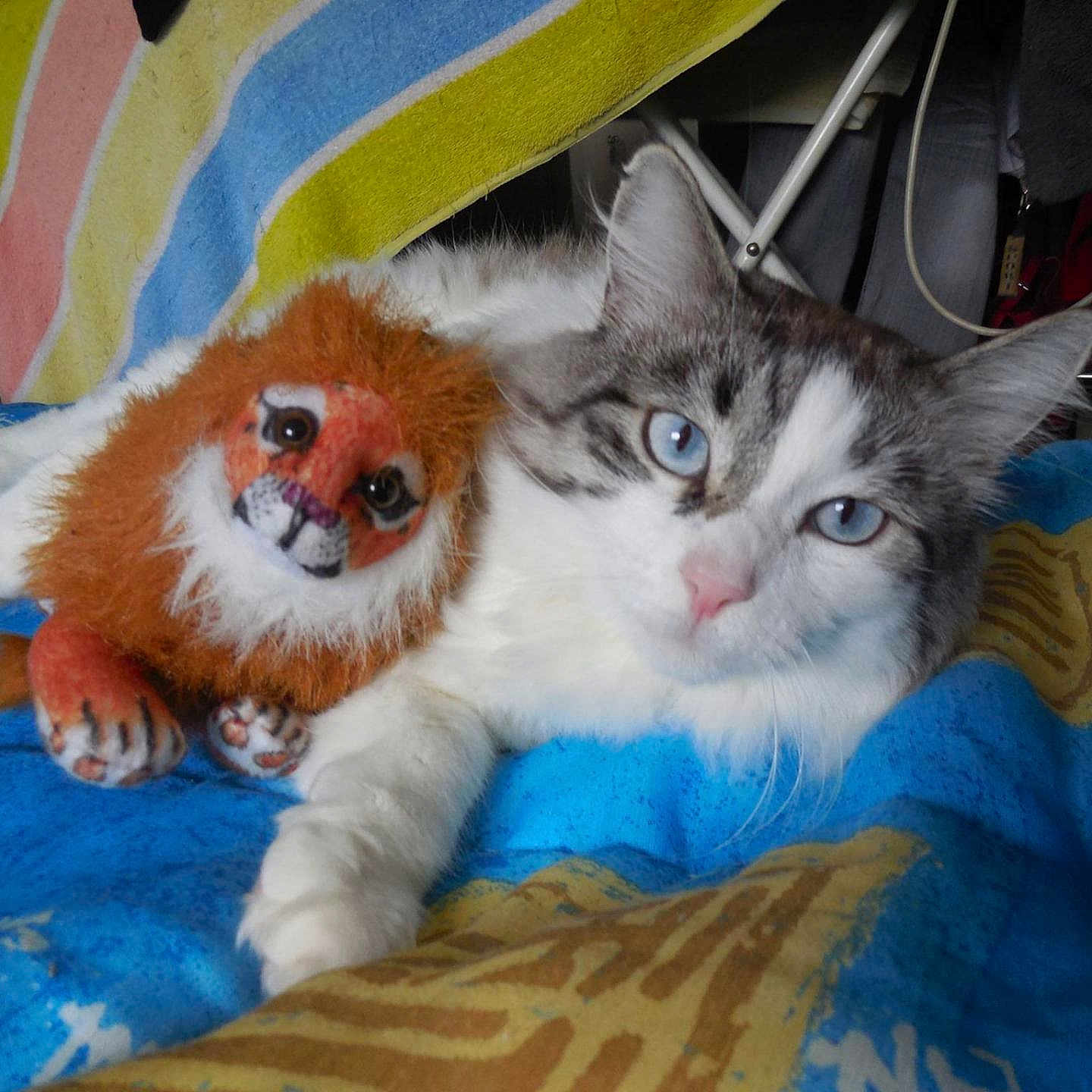 Marius participe au concours pour gagner de l'argent avec cette photo : cat, stuffed_toy, lion, blue_eyes, blanket, indoor, furniture, pet, animal, soft_toy, cute, relaxed, fur, whiskers, closeup, domestic_cat, resting, cozy, bedroom, colorful