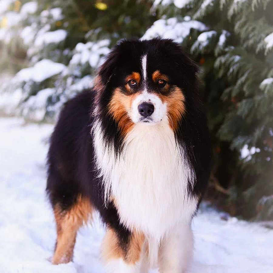 Koda participe au concours pour gagner de l'argent avec cette photo : animal, ball, canine, cockerspaniel, collie, dog, football, husky, nature, outdoors, papillon, pet, plant, puppy, snow, soccer, soccerball, tree, vegetation, winter