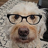 Rzr is registered to the contest to win money with this photo: animal_face, brown_eyes, canine, carpet, close_up, collar, cute, dog, domestic_animal, friendly, fur, furniture, glasses, house, indoor, mammal, nose, pet, portrait, whiskers