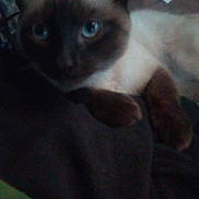 Spike is registered to the contest to win money with this photo: cat, siamese, blue_eyes, close_up, feline, pet, animal, resting, dark, fabric, indoor, blurred, cute, whiskers, paw, fur, mammal, domestic, relaxed, portrait