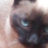 Spike joined the competition — help win amazing prizes! cat, close_up, blurry, face, pet, animal, feline, indoor, fur, whiskers, eye, portrait, soft_focus, domestic, cute, muzzle, head, blur, fuzzy, background