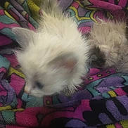 Diamond is registered to the contest to win money with this photo: animal, blanket, blurred, cat, closeup, colorful, cozy, cute, fur, furry, indoor, kitten, patterned, pet, resting, sleepy, small, soft, warm, white