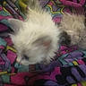 kitten, cat, furry, white, blurred, blanket, colorful, patterned, pet, animal, cozy, soft, cute, small, indoor, resting, fur, closeup, warm, sleepy