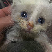 Diamond joined the competition — help win amazing prizes! kitten, cat, blue_eyes, close_up, fluffy, hand, pet, animal, cute, young, feline, whiskers, face, nose, indoor, portrait, soft, fur, small, domestic