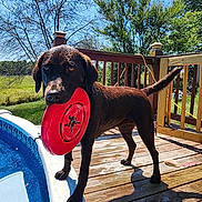 Lucy Bell is registered to the contest to win money with this photo: animal, backyard, canine, chocolate_labrador, daylight, deck, dog, frisbee, greenery, labrador, outdoor, pet, playful, pool, summer, sunny, trees, water, wet_dog, wooden_deck