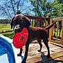 animal, backyard, canine, chocolate_labrador, daylight, deck, dog, frisbee, greenery, labrador, outdoor, pet, playful, pool, summer, sunny, trees, water, wet_dog, wooden_deck
