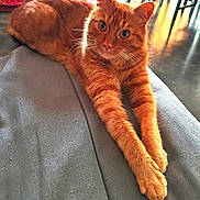 Souki a rejoint le concours — aidez-le/la à gagner de superbes lots ! animal, cat, close_up, cozy, curious, cute, ears, feline, floor, furniture, home, indoor, mammal, orange_tabby, pet, pillow, relaxing, stretching, sunlight, whiskers