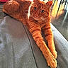 animal, cat, close_up, cozy, curious, cute, ears, feline, floor, furniture, home, indoor, mammal, orange_tabby, pet, pillow, relaxing, stretching, sunlight, whiskers