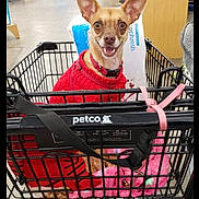 Paisley joined the competition — help win amazing prizes! dog, chihuahua, small_dog, red_sweater, shopping_cart, pet_store, indoors, retail, store_aisle, pet_supplies, dog_bowls, blanket, pink_blanket, collar, leash, happy, smiling, upright_ears, portrait, photography