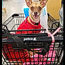 dog, chihuahua, small_dog, red_sweater, shopping_cart, pet_store, indoors, retail, store_aisle, pet_supplies, dog_bowls, blanket, pink_blanket, collar, leash, happy, smiling, upright_ears, portrait, photography