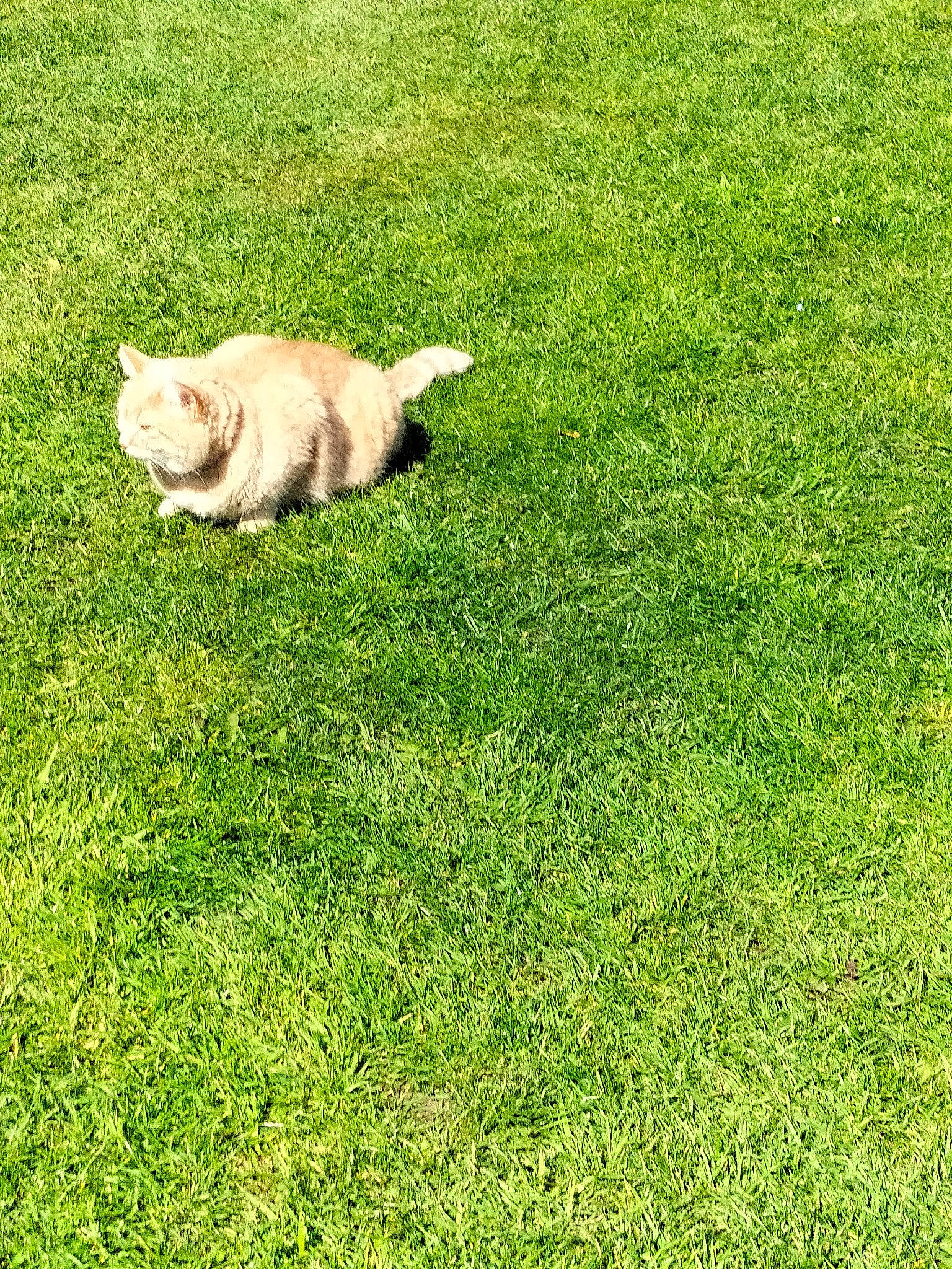 Cristal participe au concours pour gagner de l'argent avec cette photo : canidae, carnivore, cat, companion_dog, dog_breed, fawn, felidae, grass, grassland, groundcover, lawn, pasture, plant, shrub, small_to_medium_sized_cats, sporting_group, tail, terrestrial_animal, tree, wildlife